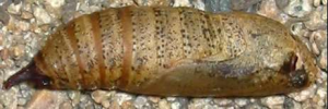 Pupae